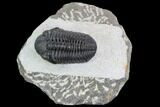 Detailed Austerops Trilobite - Excellent Specimen #108485-1